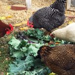 Chickens Photos by Christy Hinko