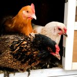 Chickens Photos by Christy Hinko