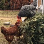 Chickens Photos by Christy Hinko