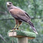 Sky Kings Falconry Photo by Christy Hinko