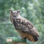 Sky Kings Falconry Photo by Christy Hinko