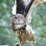 Sky Kings Falconry Photo by Christy Hinko