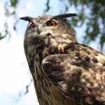 Sky Kings Falconry Photo by Christy Hinko