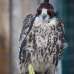 Sky Kings Falconry Photo by Christy Hinko