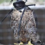 Sky Kings Falconry Photo by Christy Hinko