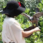 Sky Kings Falconry Photo by Christy Hinko
