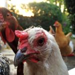Chickens Photos by Christy Hinko