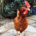 Chickens Photos by Christy Hinko