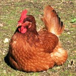 IMG 8558 web
