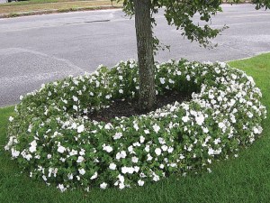 Impatiens B Before