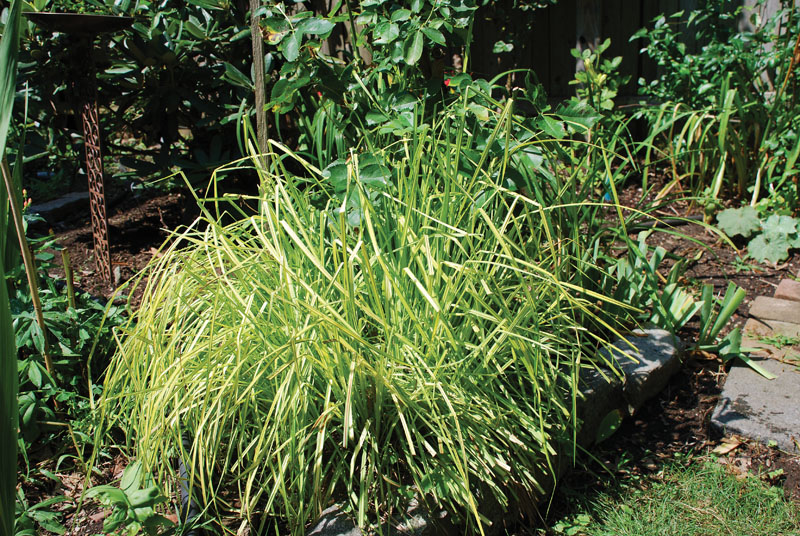 January Gardening C