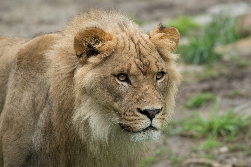 Julie Larsen Maher_4057_African Lions_AFP_BZ_05 03 16_hr