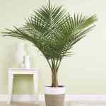 Majesty Palm Floor Plant