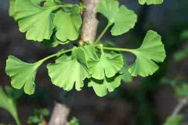 MedicinalPlants_GinkgoBilboa