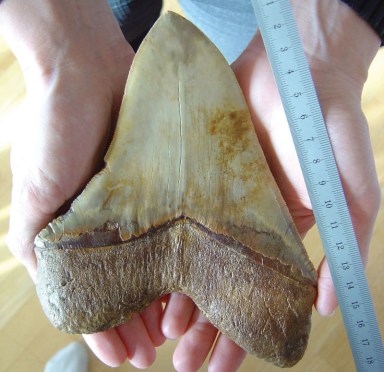 Megalodon tooth