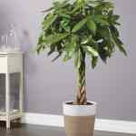 Money Tree Floor Plant