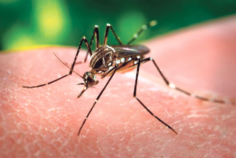 Mosquito_A