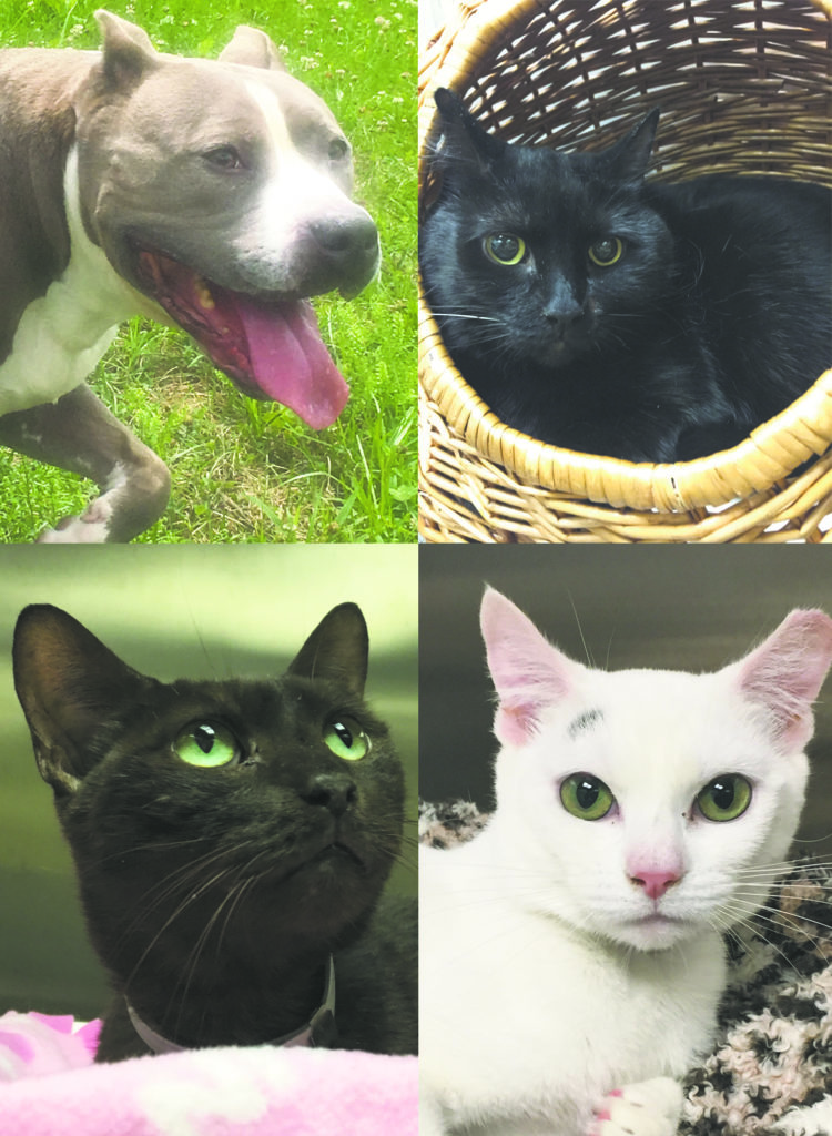 OysterBay_AugustWrap_082218_A