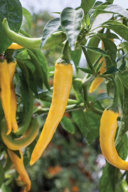 Peppers_A
