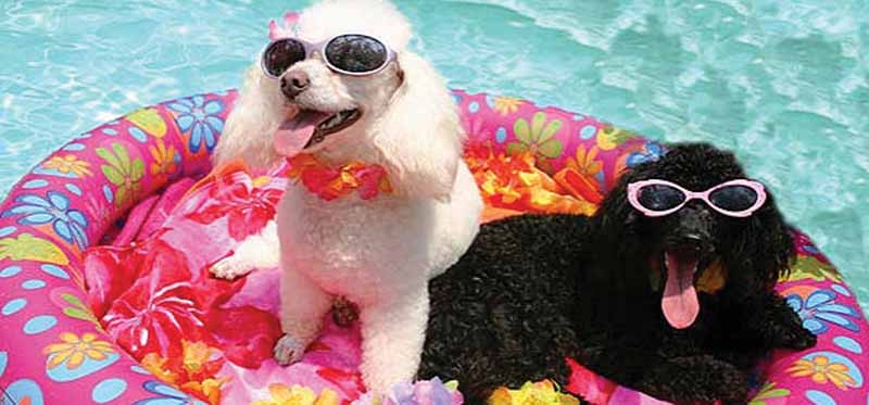 PetsSUMMER_A