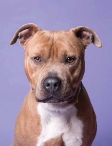 Pets AnimalHaven 081016B 785x1024 1