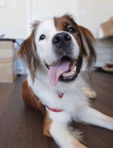 Pets AnimalHaven 081016C 785x1024 1