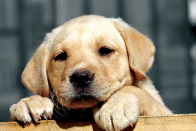 Pets_B