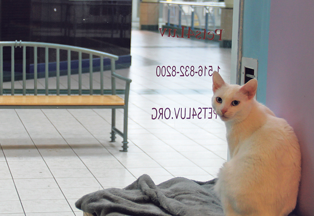 Pets__COVER B OPTIONe