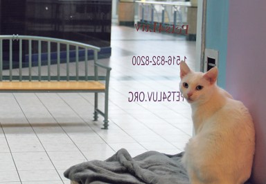 Pets__COVER B OPTIONe