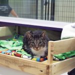 Pets Cb 1024x614 1
