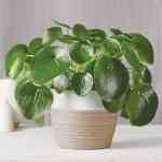 Pilea Peperomioides Plant