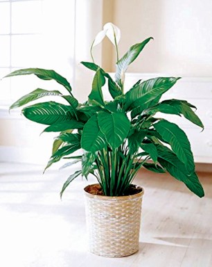Plants_B_PeaceLily
