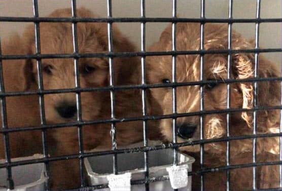 Puppy Outbreak A