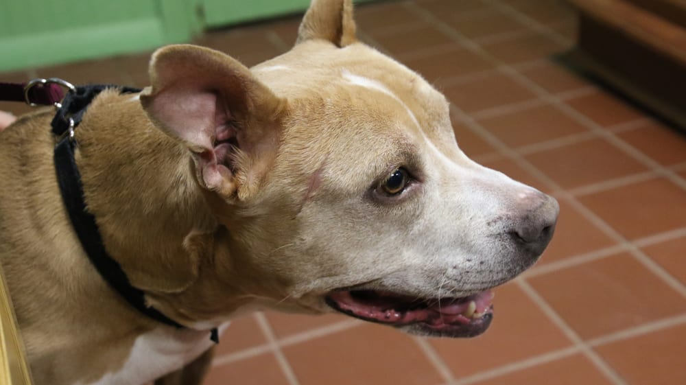 ShelterAudit_021418_A-web