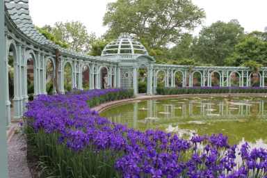 Siberian iris (Iris sibirica ‘Caesar’s Brother’)