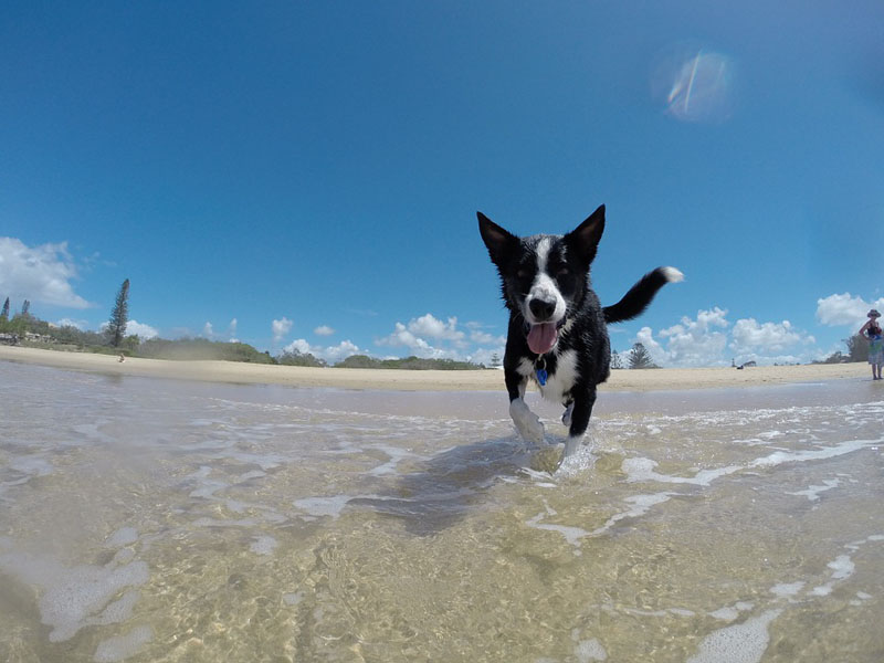SummerPet_B