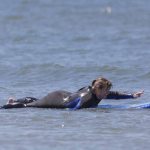Surfing2