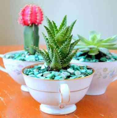 Tattooed-Martha-Teacup-Succulent-Planters-11b