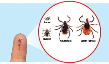 Ticks_C