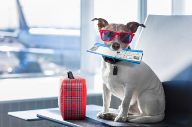 Traveling with Pets
