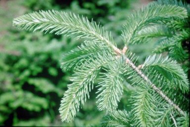 Vets_Trees_A