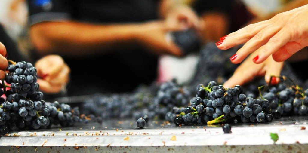 WineDesign__Grapes