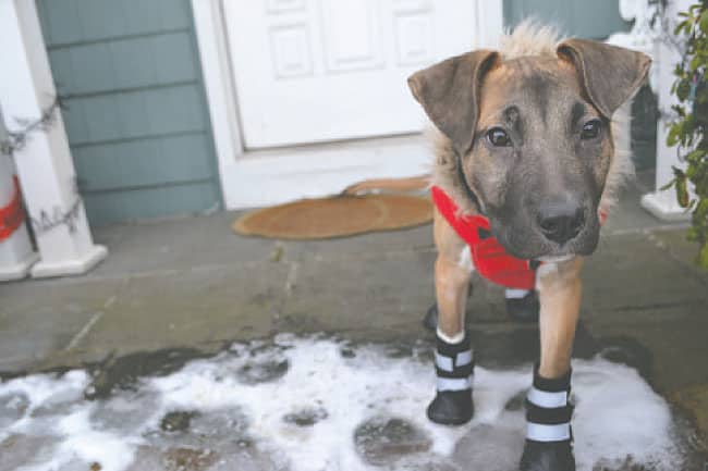 Winter pet