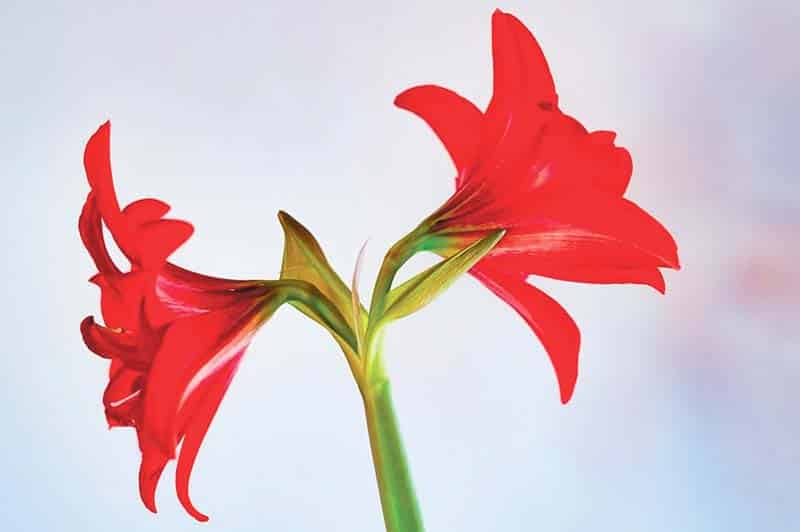 Plant Amaryllis Flower Red Blossom Bloom Nature