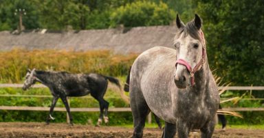 animals-3053400_1280