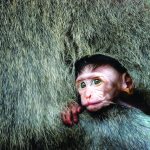 artguild021716a 1024x1024 1