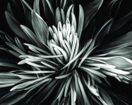 artguild021716c 1024x819 1