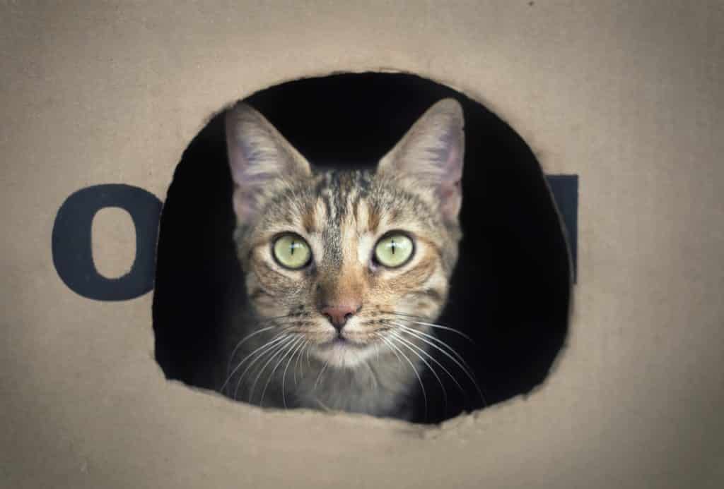 cat-1912330_1280
