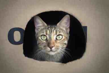 cat-1912330_1280
