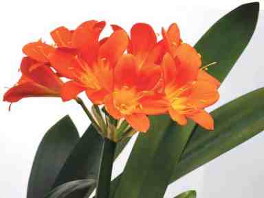 clivia-miniata-4118978_960_720